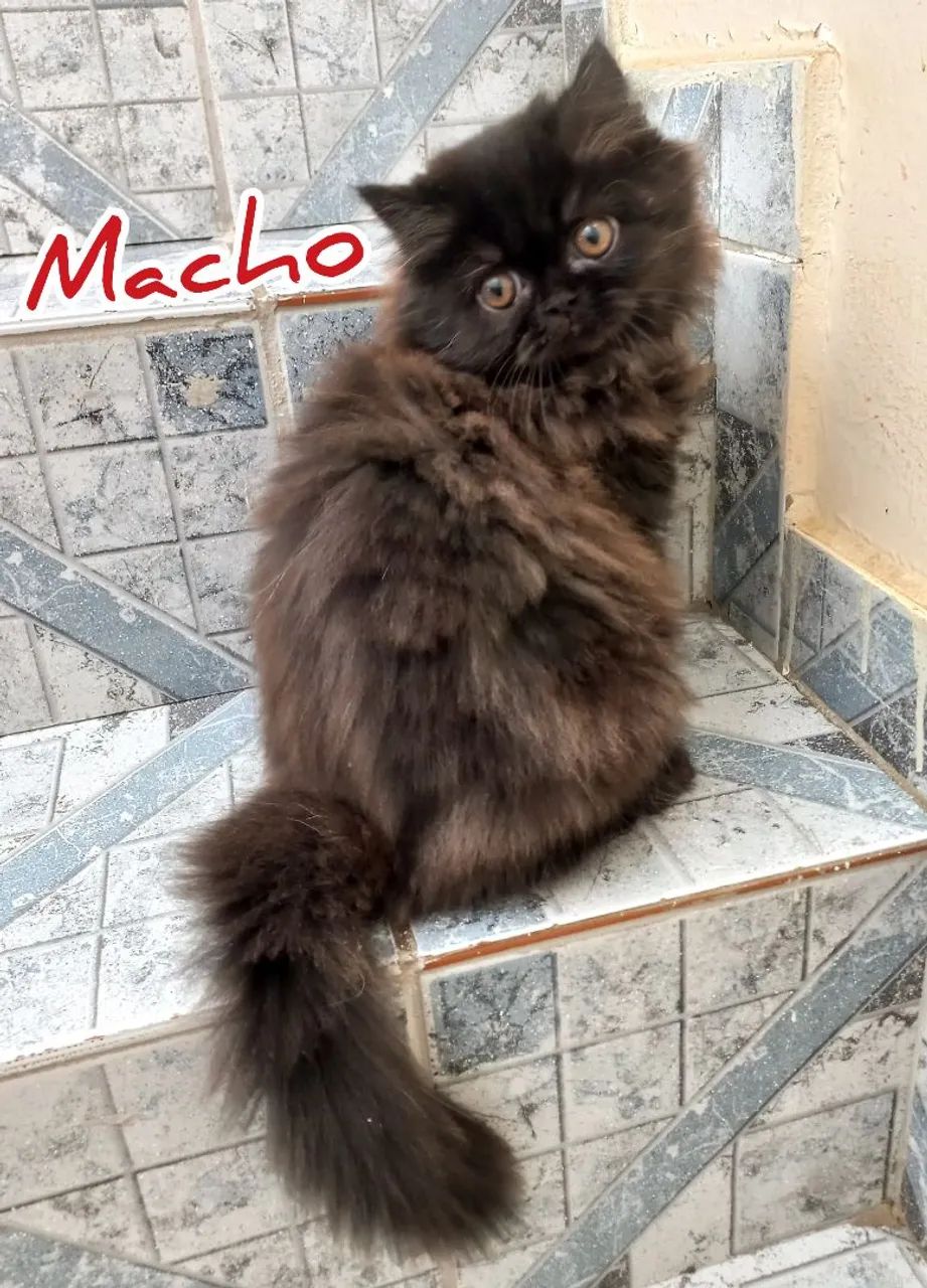 Filhotes Gatos Persas - Foto 4