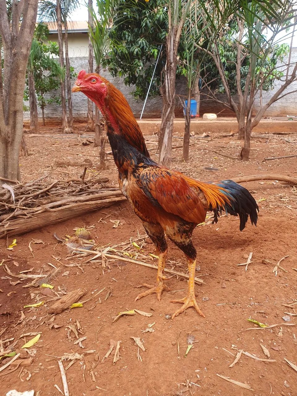 Galo indio  - Foto 2