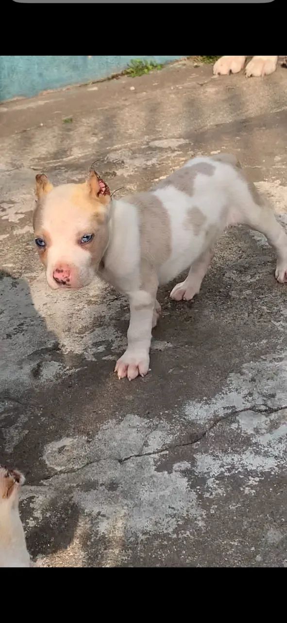 Filhotes de Pitbull  - Foto 4