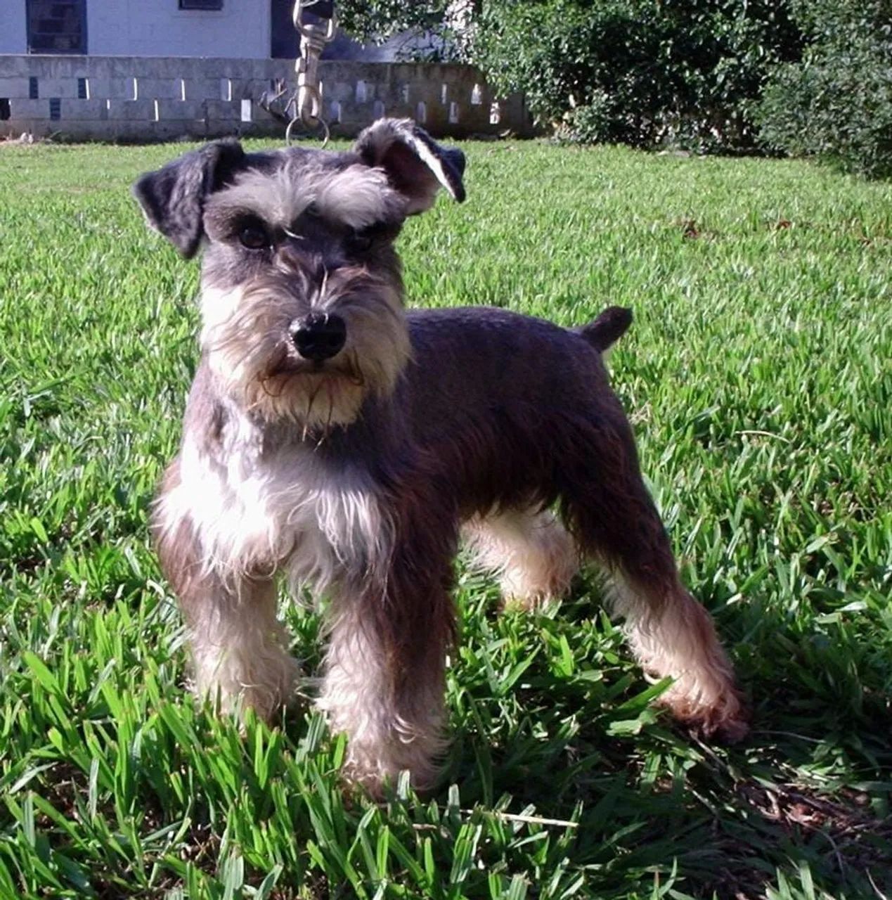 Sal e pimenta (Scnhauzer)