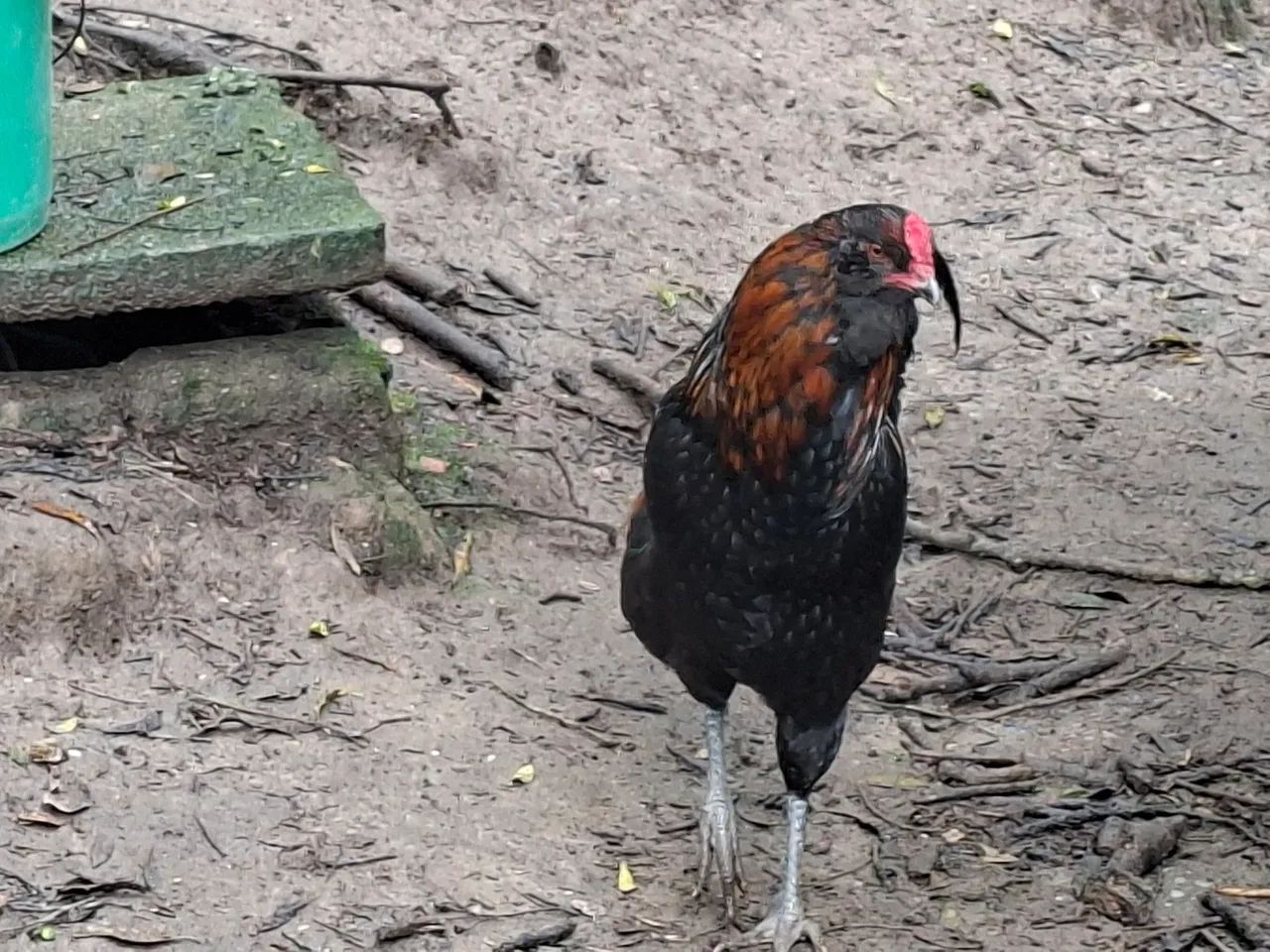 Frango Ameraucana  - Foto 2