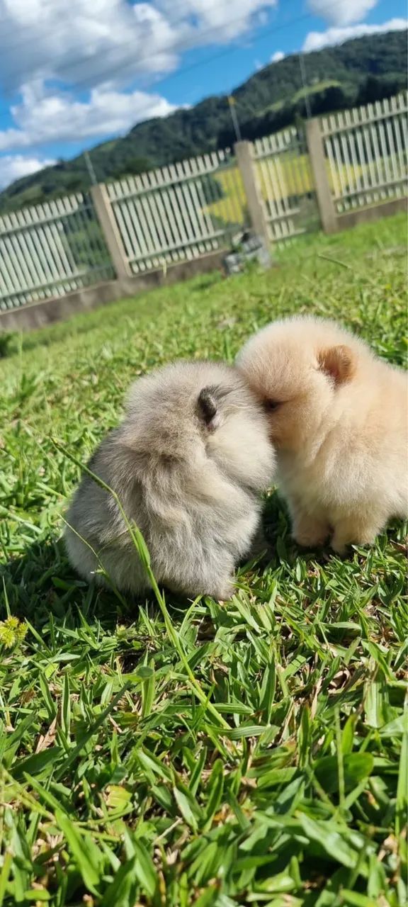 Filhotes de Lulu da Pomerania anão fêmea e machinho