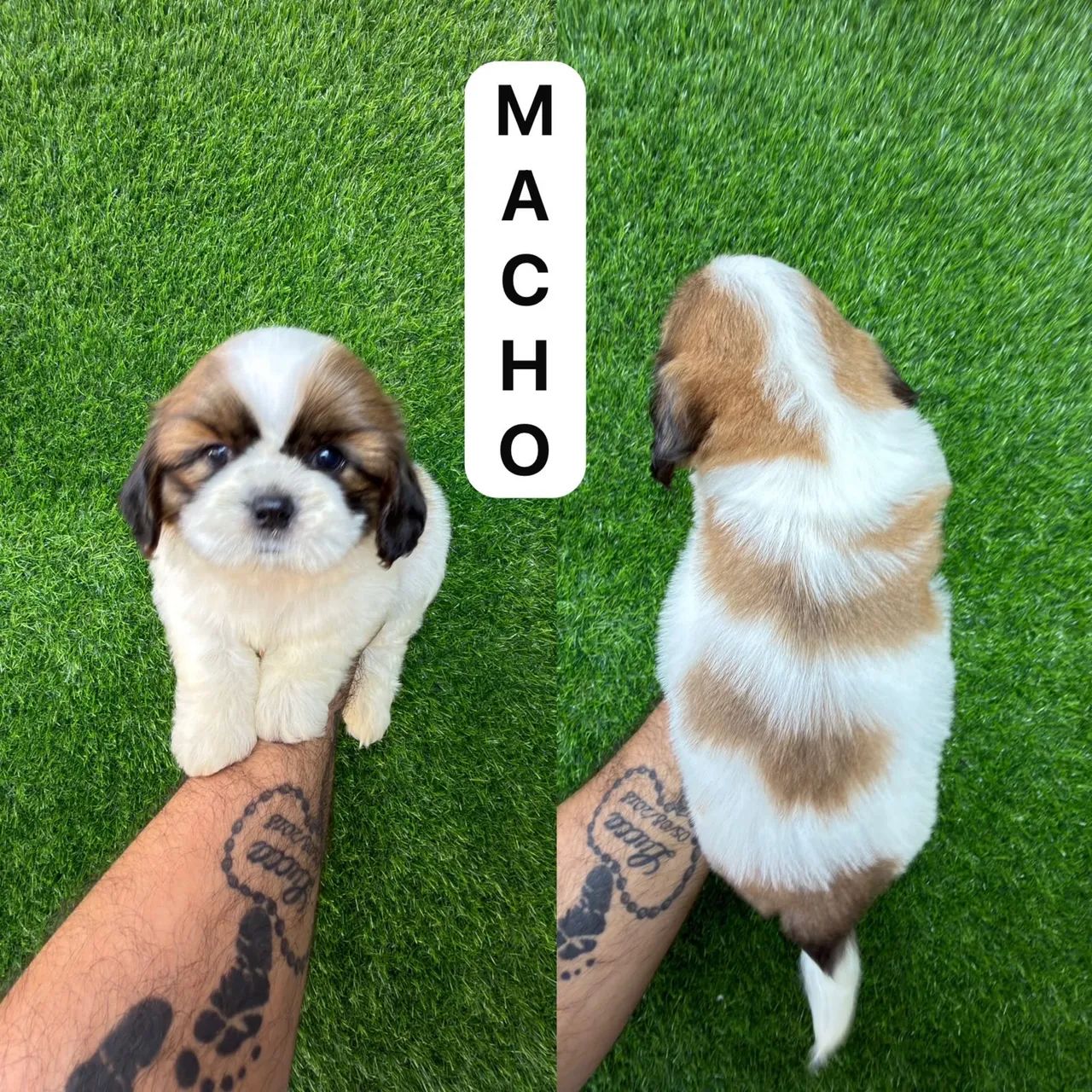 Macho de shitzu Marron com branco  - Foto 2
