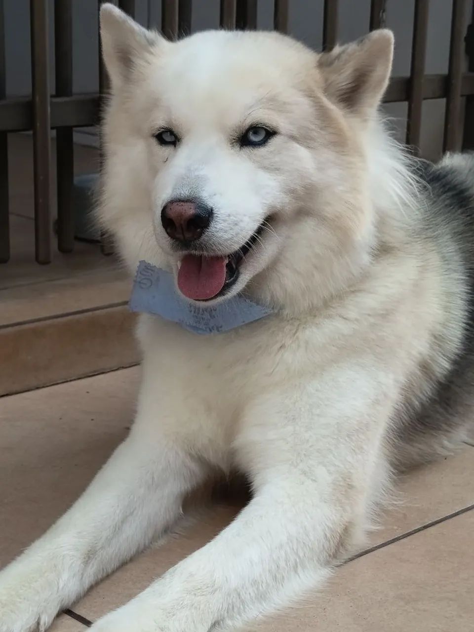 Cachorro Husky  - Foto 2