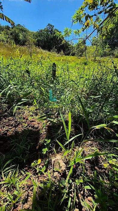SÍTIO FORMADO COM FÁCIL ACESSO EM LAGOINHA-SP - Foto 4