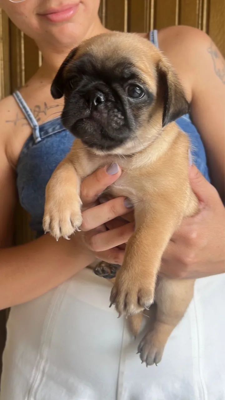 Pug - Foto 5