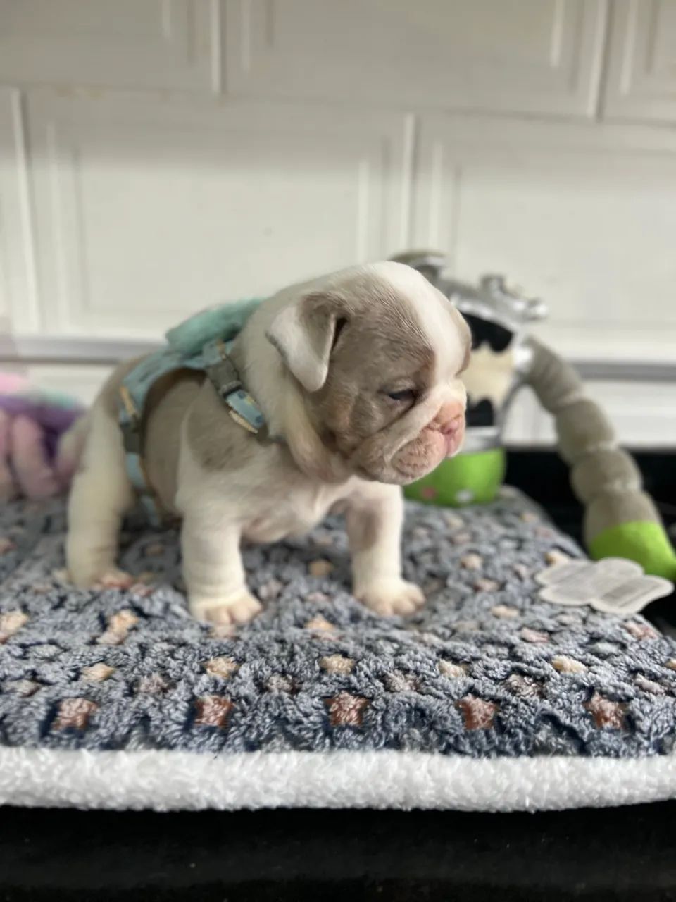 Bulldog inglês  - Foto 5