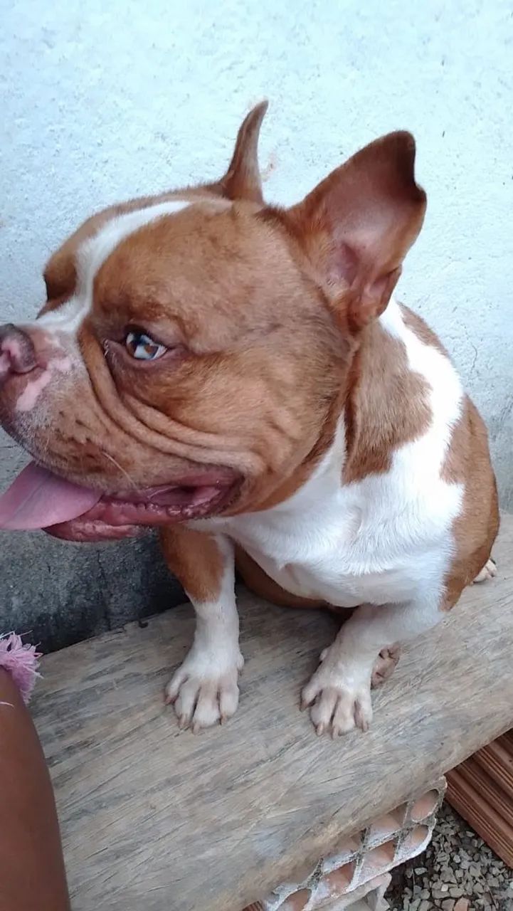 Estou doando american bully micro macho merlin com 1 ano  - Foto 3