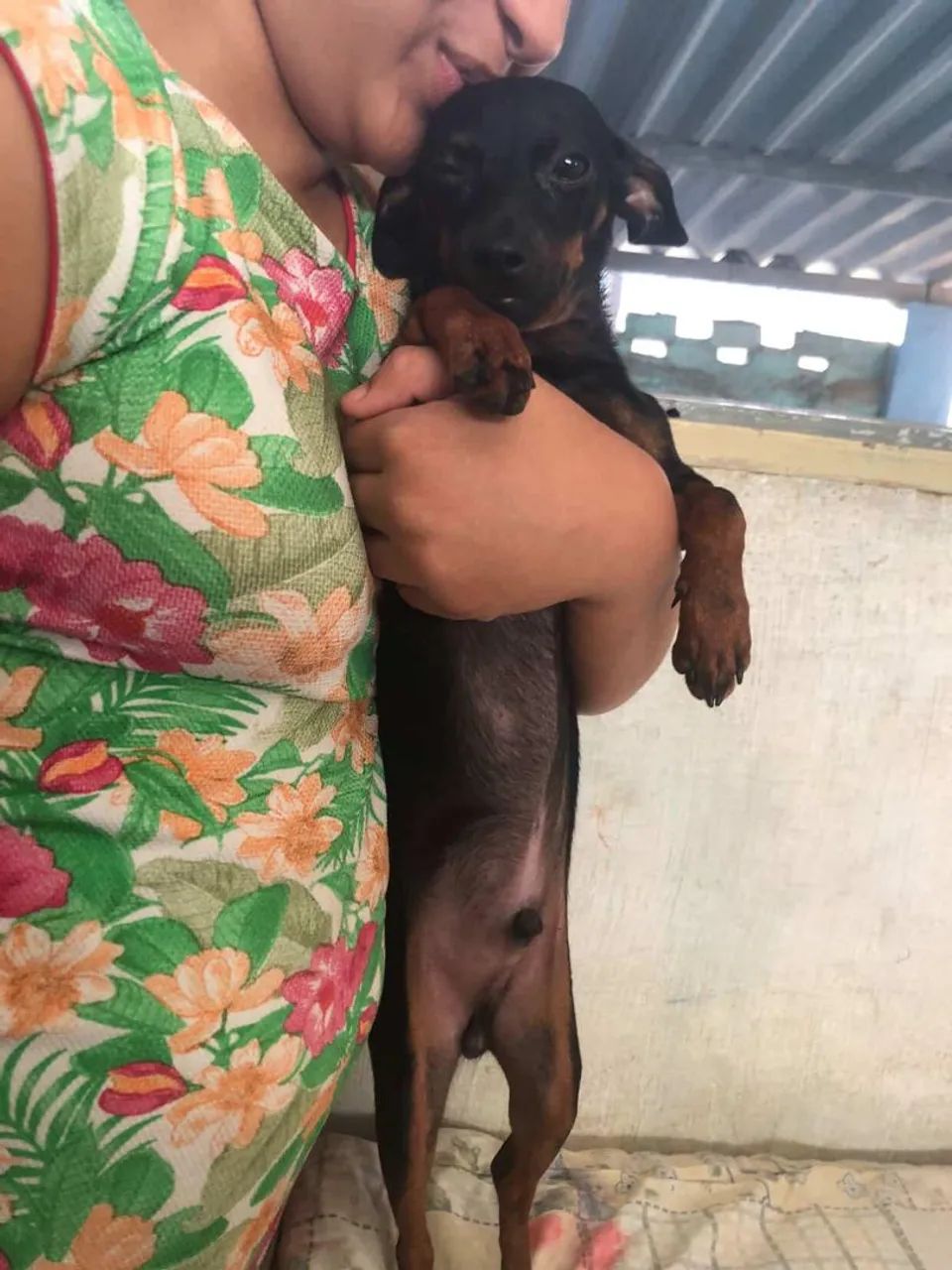 Cachorro pinscher macho  - Foto 3