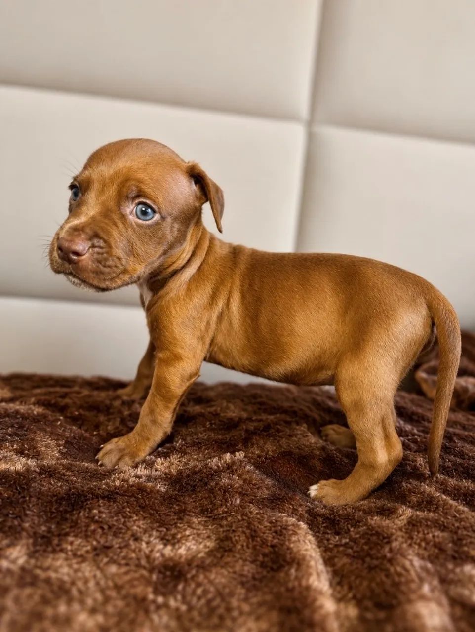 Pitbull - Foto 3
