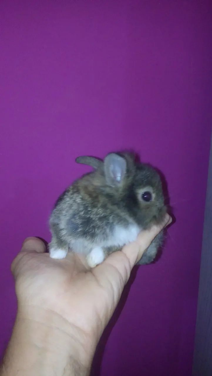 Mini coelhinho  - Foto 3