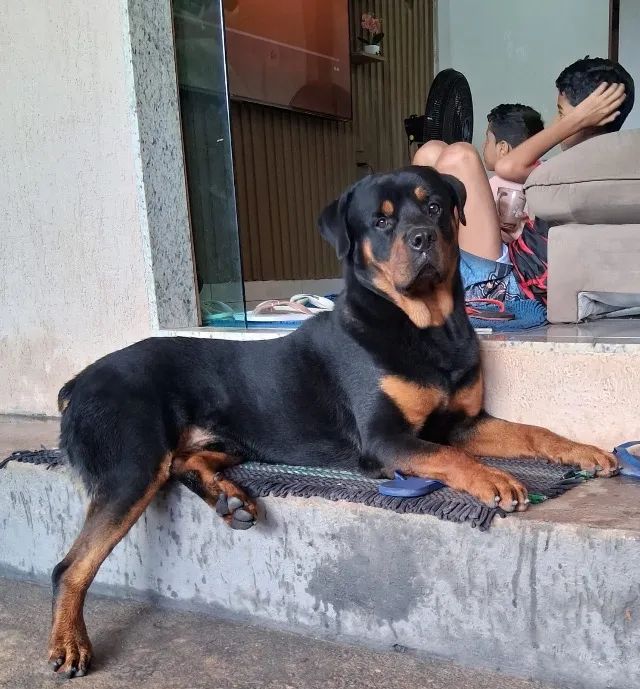 Rottweiler 