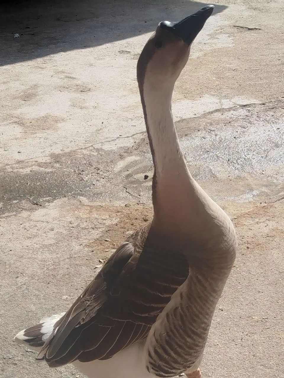 Ovos de ganso  - Foto 3