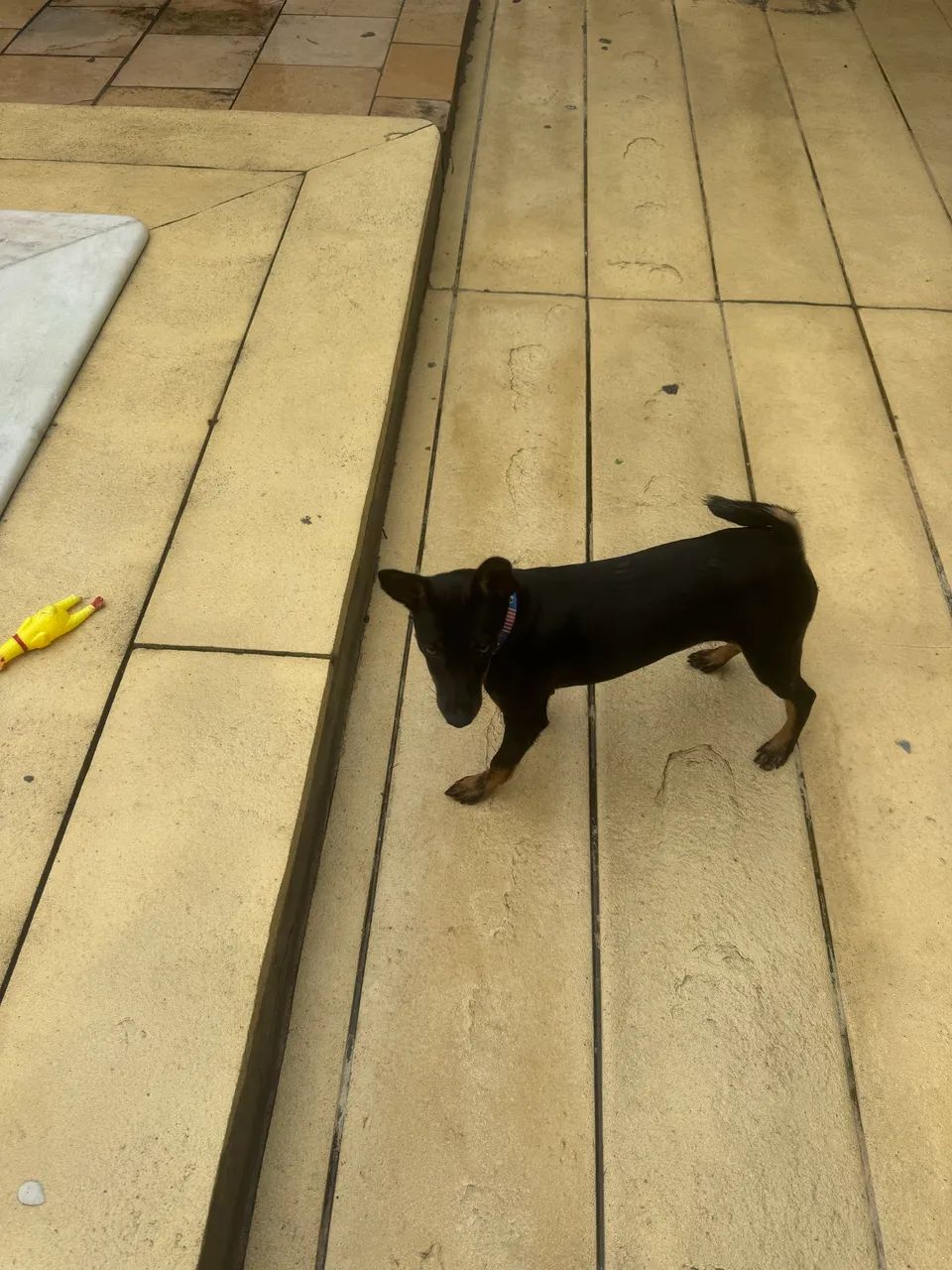 Pinscher 2 - Foto 4