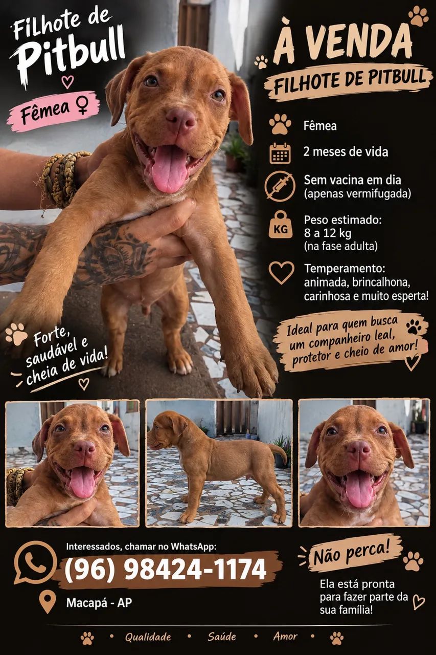 Filhote pitbull 