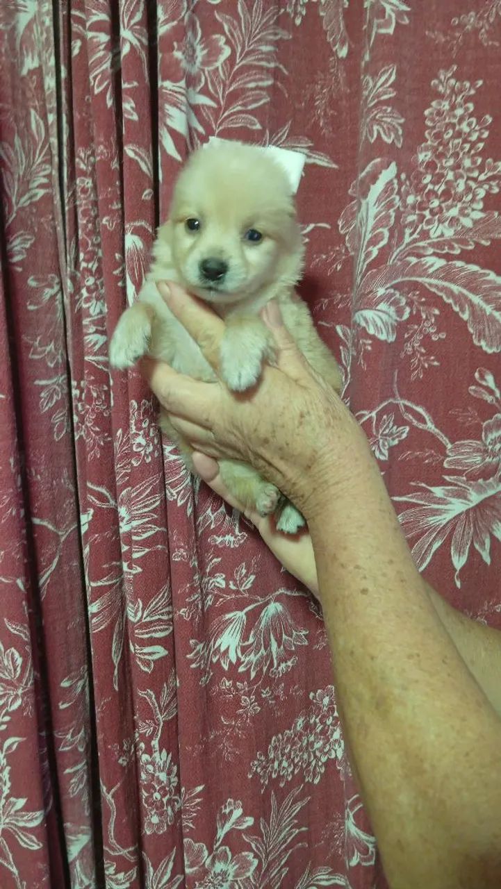 Splitz alemão com maltês  - Foto 3