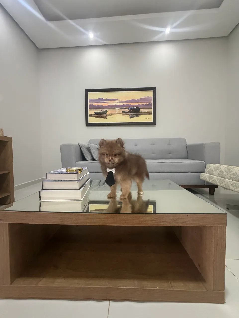 Spitz alemão macho 