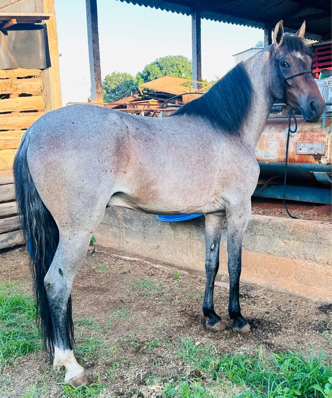 Cavalo - Foto 2