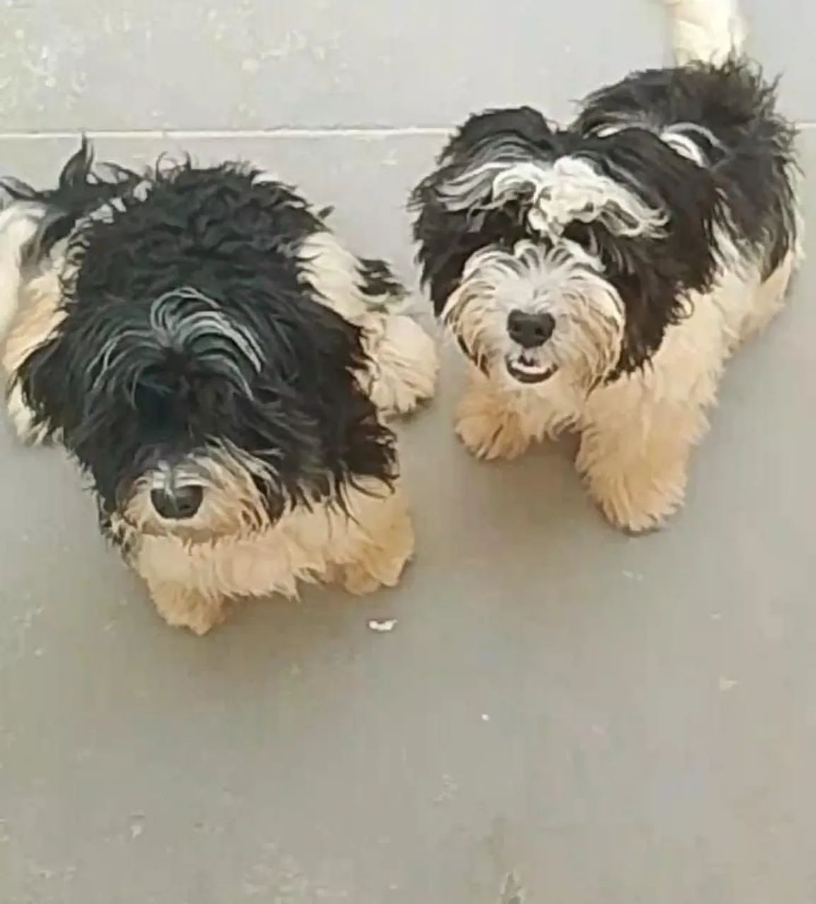 Shih Tzu