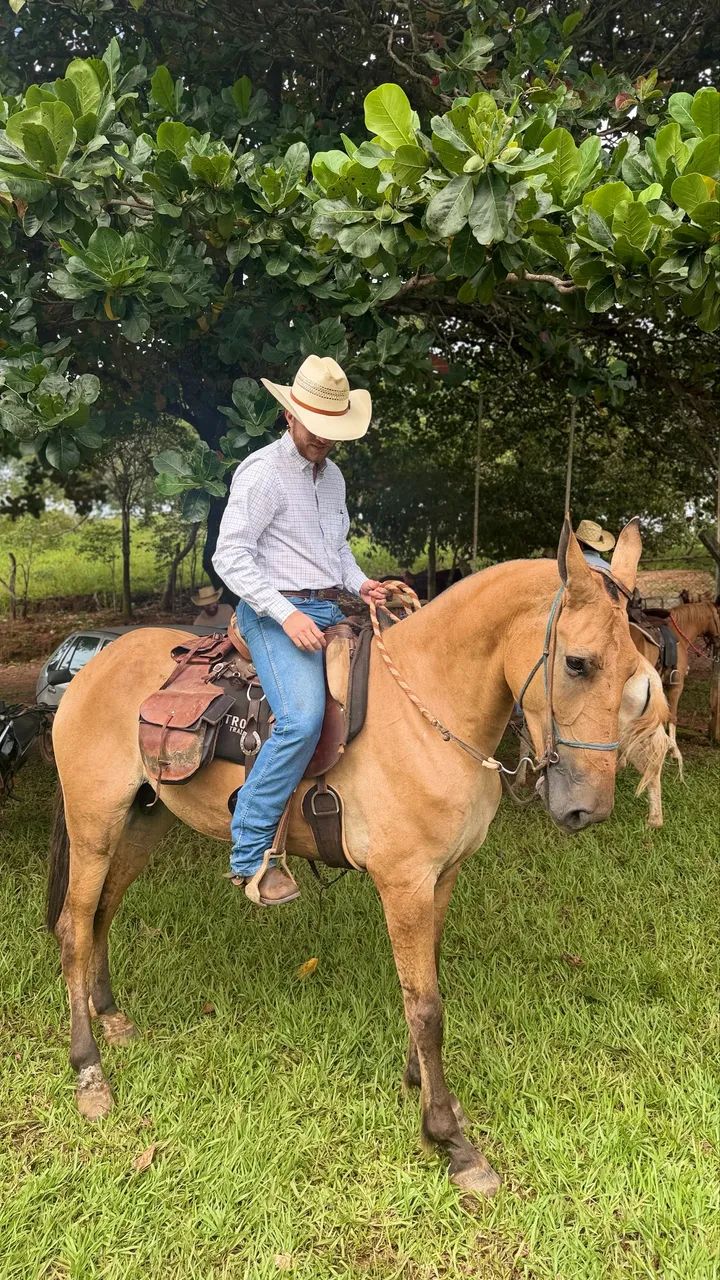 ÉGUA CAPOLINA - Foto 5