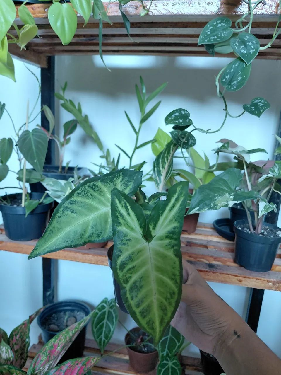 Plantas - Foto 2
