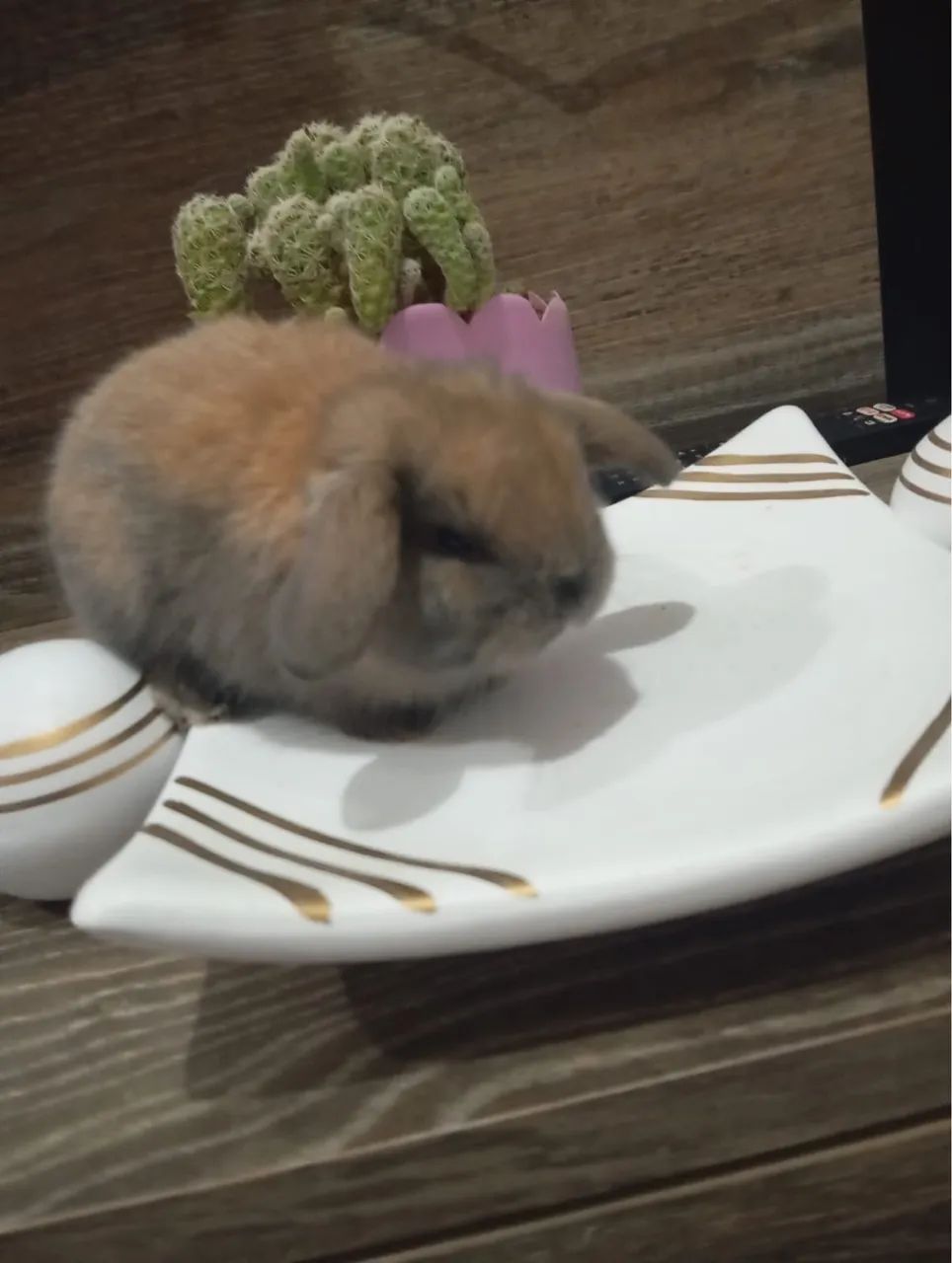 Vende-se Coelhos Mini Lop uruguaiano