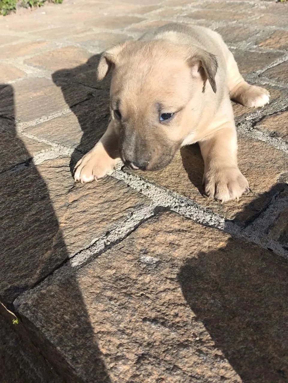 Bull terrier - Foto 2