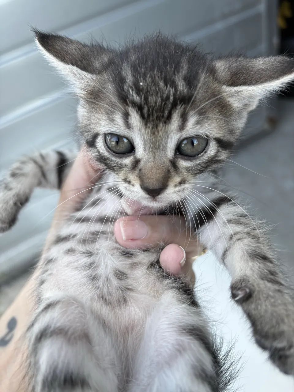 Gatos para adoção  - Foto 2