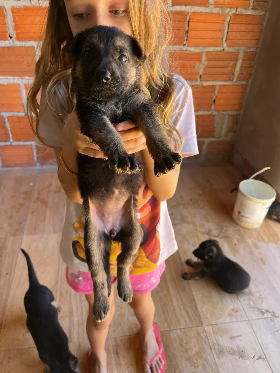 Vende -se cachorro  - Foto 2