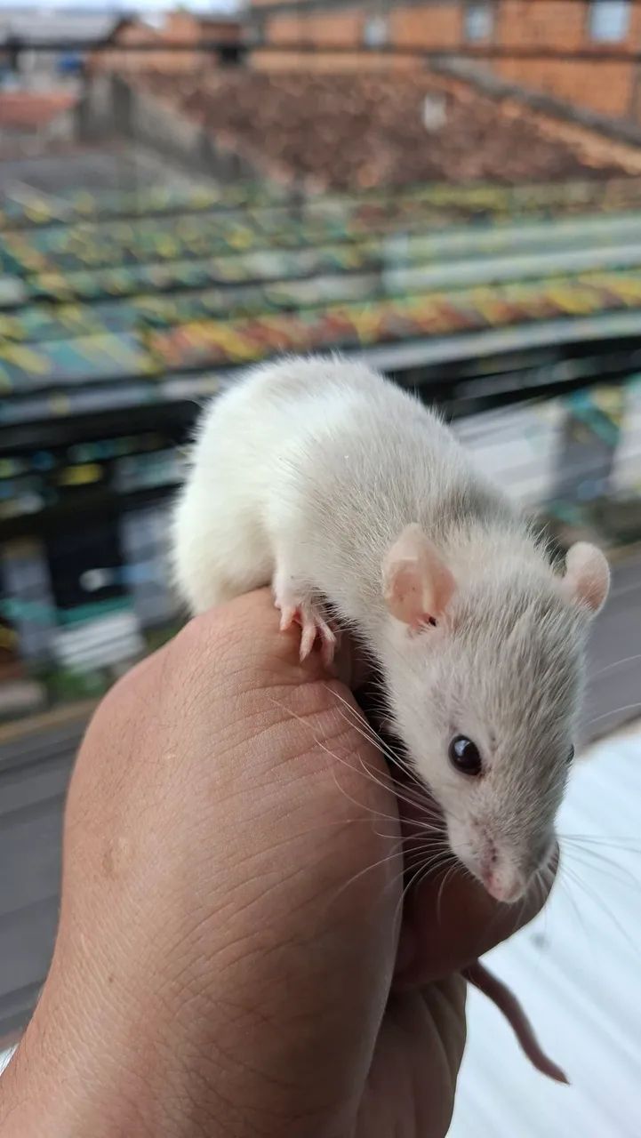 Rato twister  - Foto 4