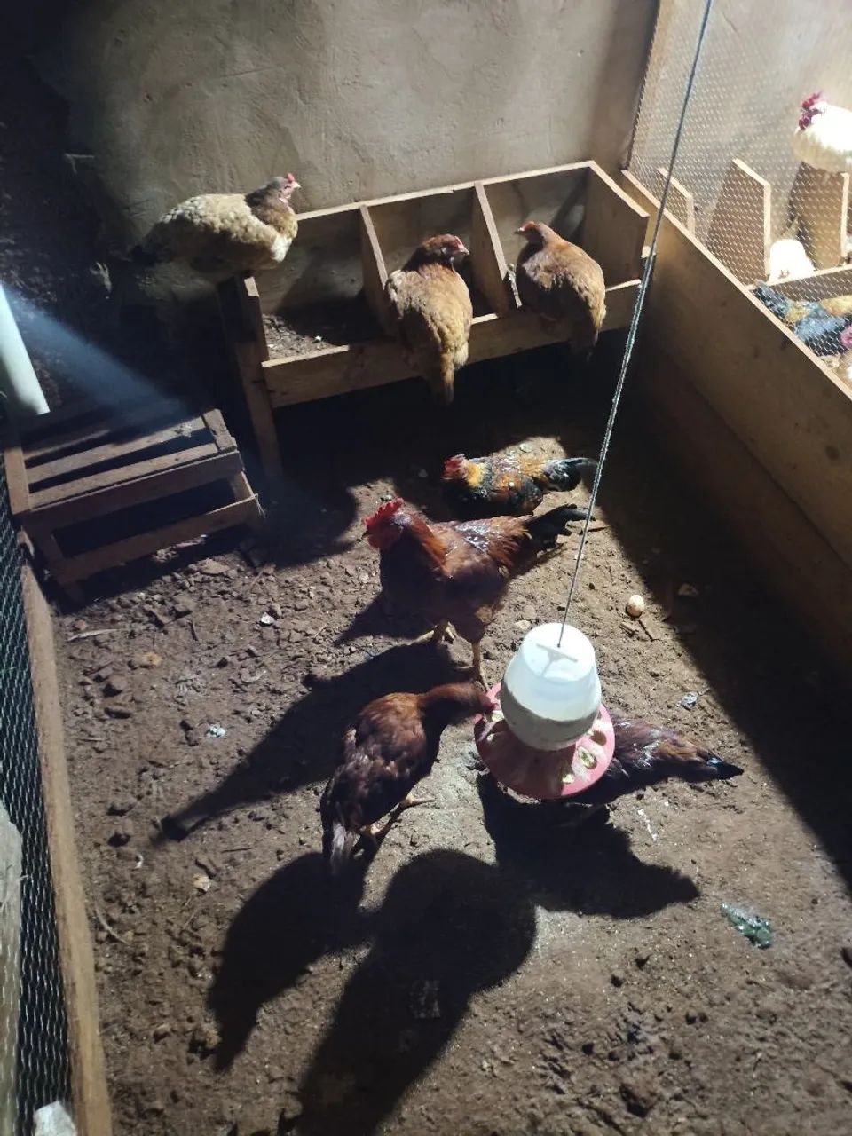 Frangos e Galinhas  - Foto 4