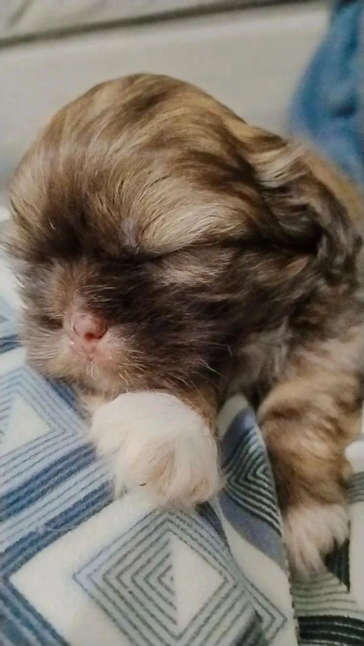 Cachorrinho Shih Tzu  - Foto 4