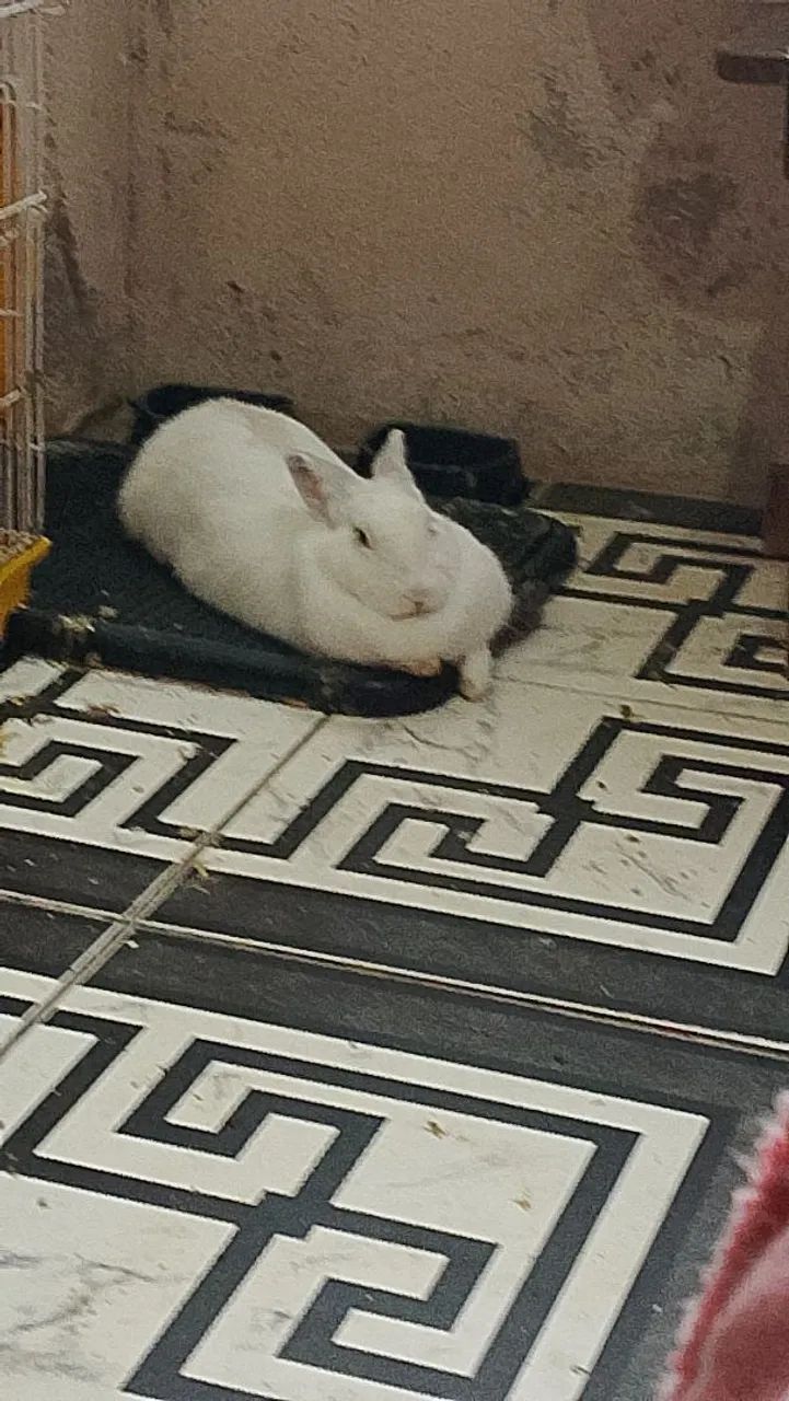 Coelho  - Foto 4