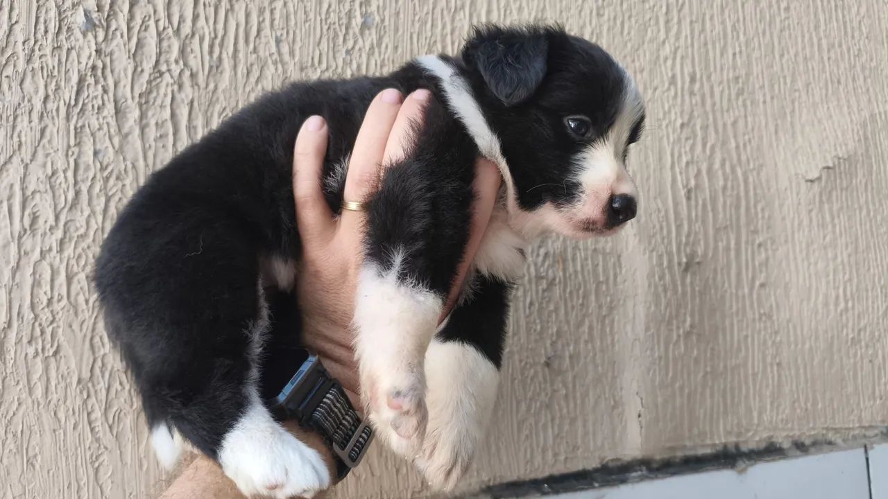 Filhote de border collie  - Foto 4