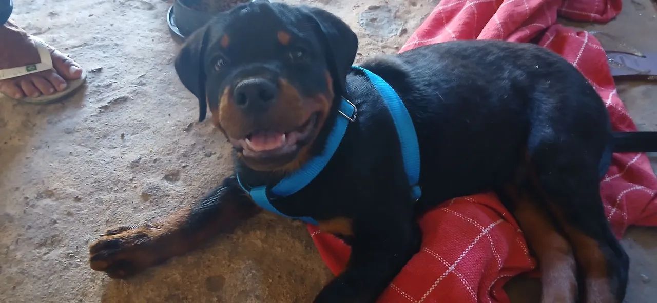 Rottweiler macho 780rs (pedigree] - Foto 3