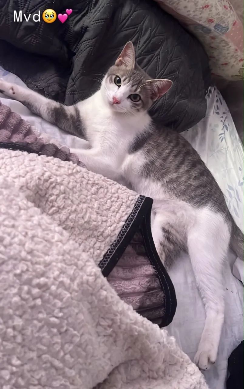 Gata Para Adoção