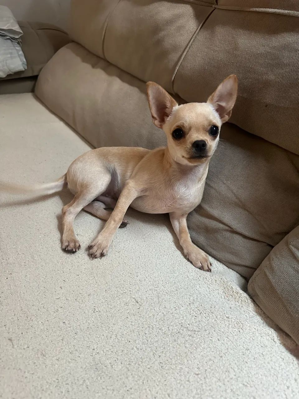Chihuahua macho  - Foto 3