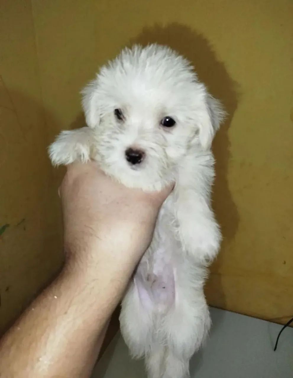 Maltês macho 