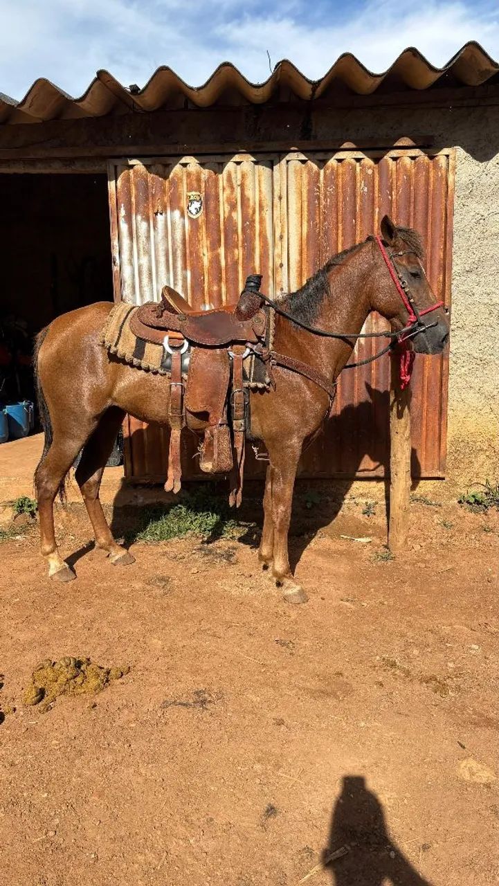 Cavalo de lida , manso 