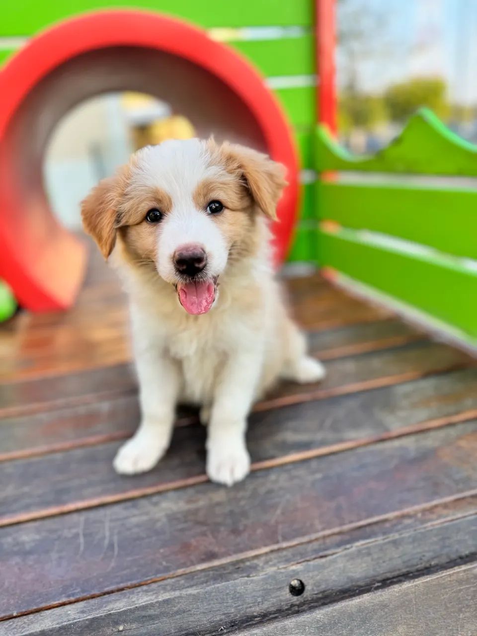 Border collie - Foto 3