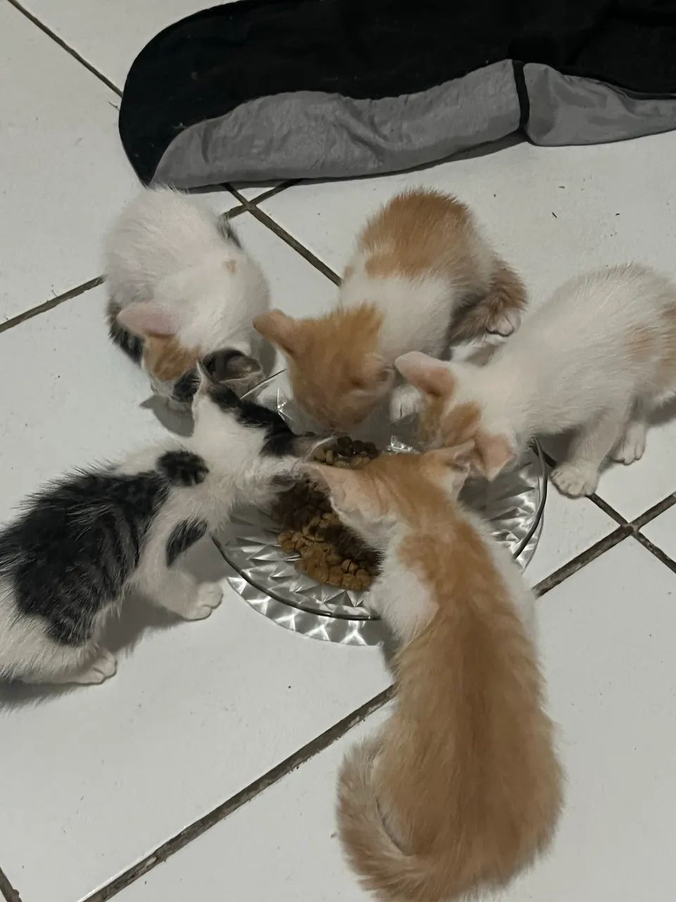 Gatinhos Filhotes  - Foto 4