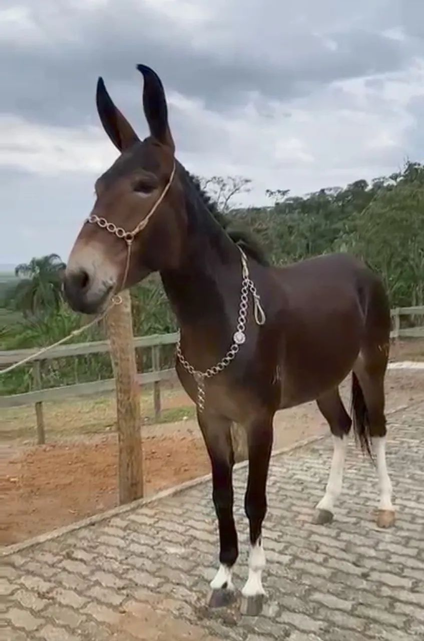 MULA DE PATRÃO  - Foto 2