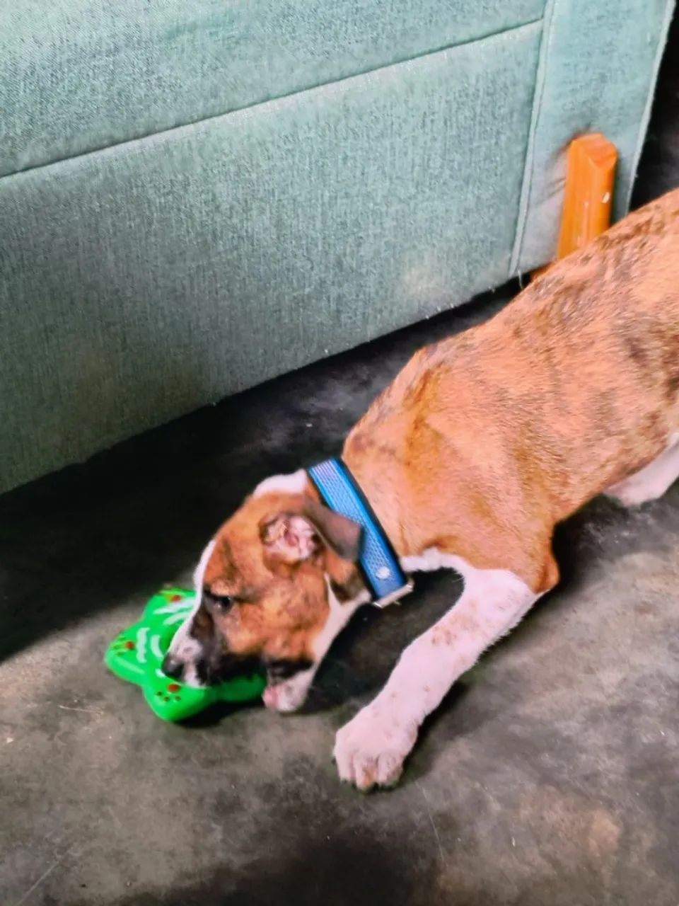 Cachorro 