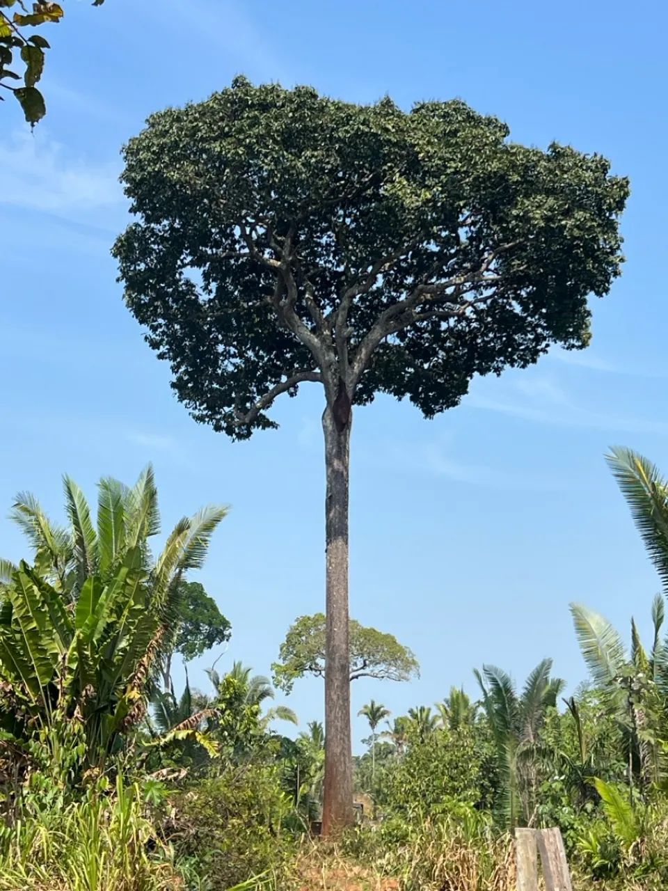 Vende-se 78 alqueire de terra boa
