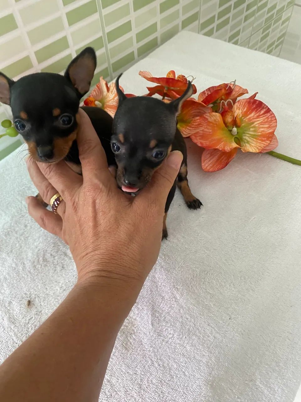 Pinscher zerinhos - Foto 5