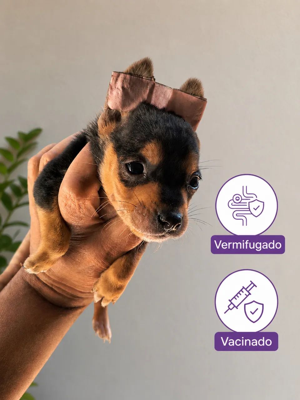 Pinscher mini disponível 