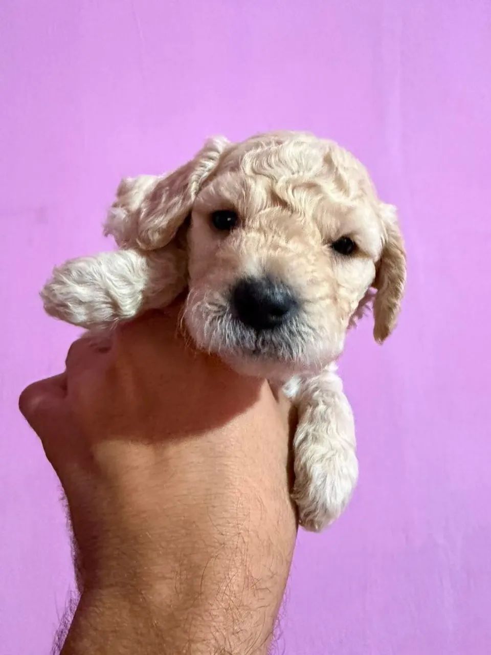 Filhote poodle ? - Foto 3