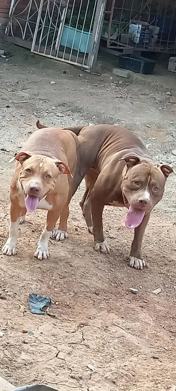 Filhotes pitbull monster - Foto 4
