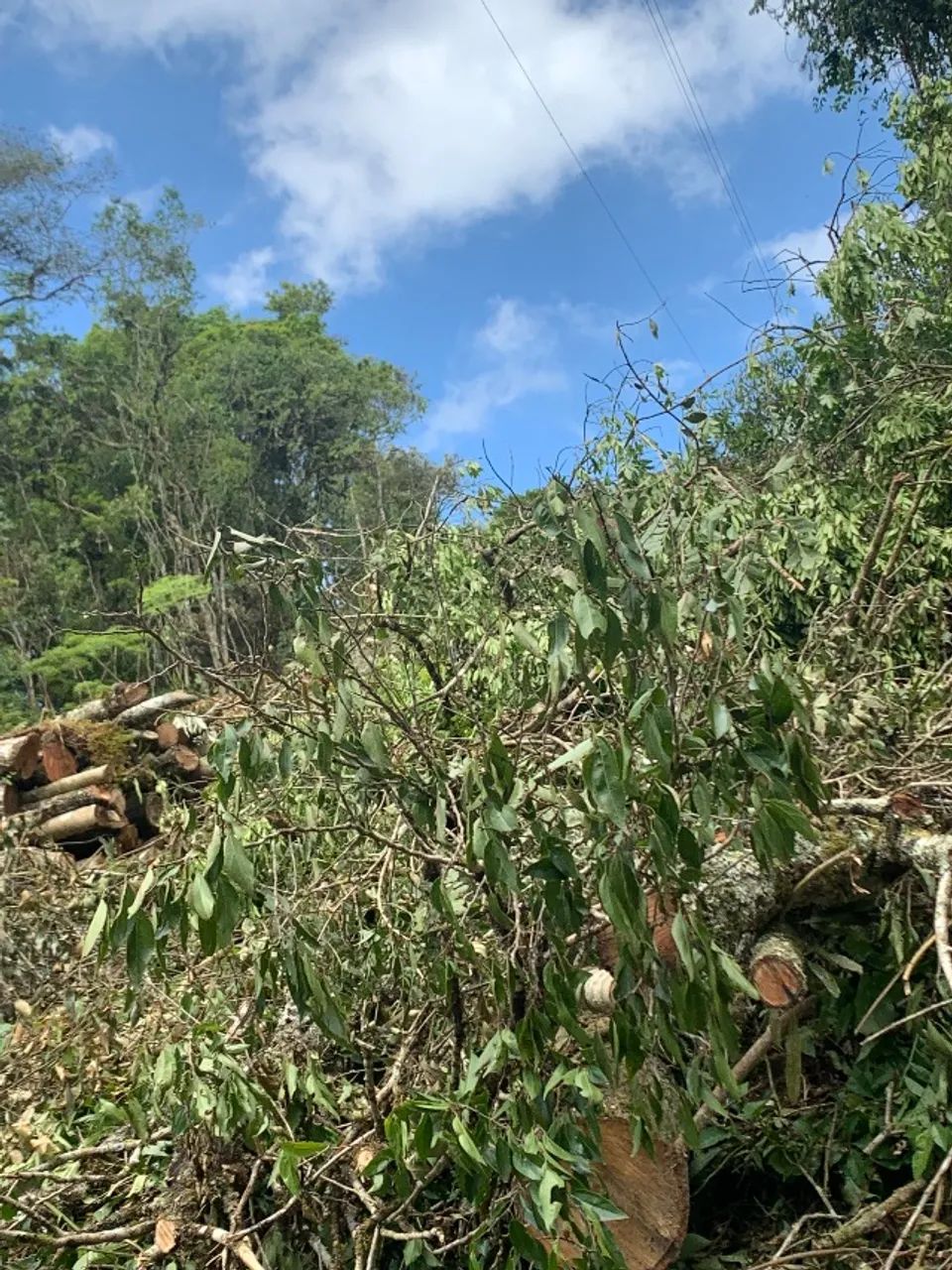 4 alqueires documentados - ideal para  Pinus  - Foto 3