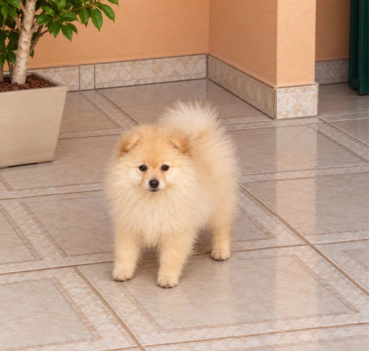 Filhote de Spitz Alemão macho